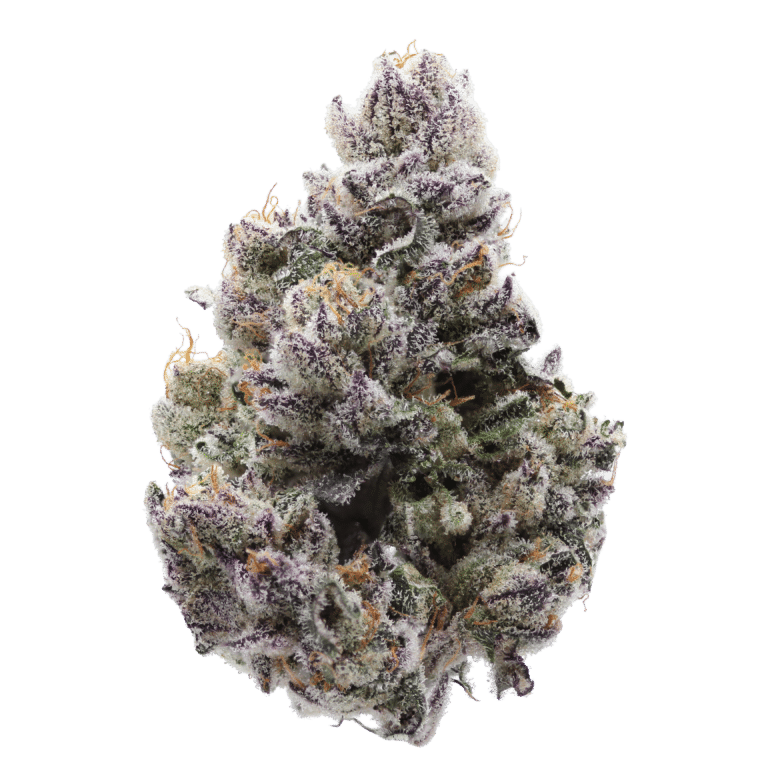 learn more about Twisted Terpz